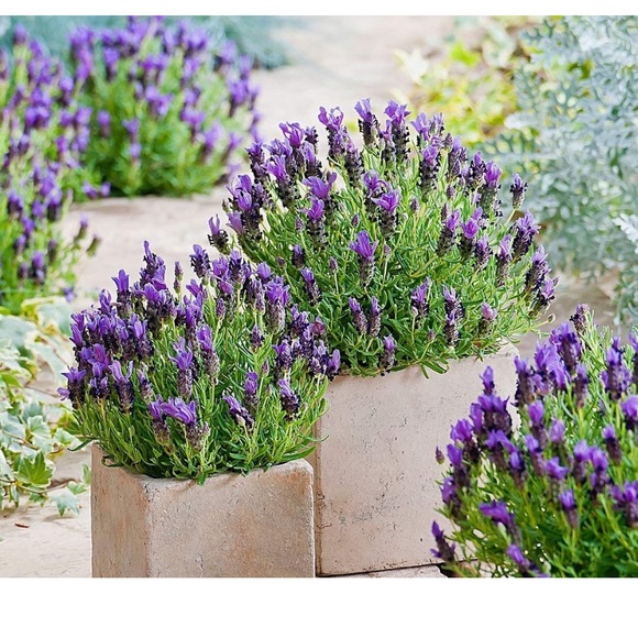 🌸 50% OFF ALL BUNDLES OF 3 OR MORE🌸 - Picture 2 of 2